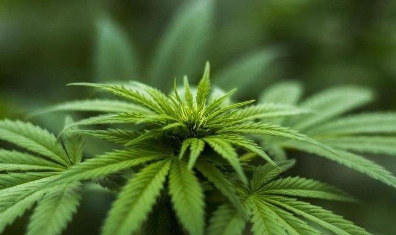 Legalizimi i kanabisit mjekësor, Associated Press: Shqipëria është ende një rrugë kryesore për trafikimin e drogave të forta