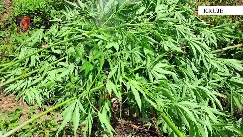 “Territori i pastër”, asgjësohen përmes djegies 773 bimë kanabis në Krujë