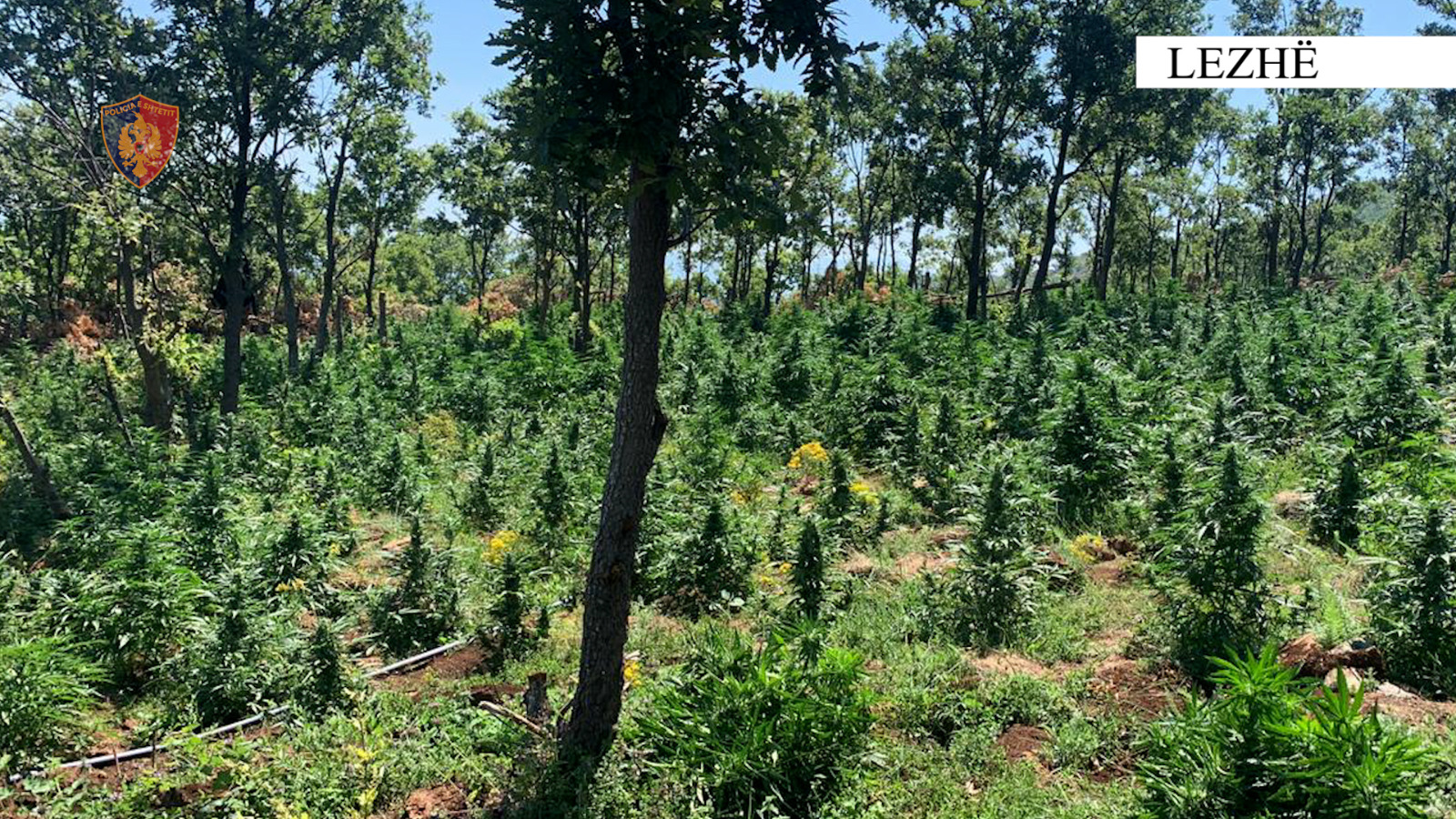 Asgjësohen 5700 bimë kanabis, arrestohet 42-vjeçari. Zbulohet se dhunoi dhe një person