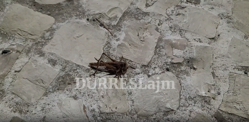 Pas Tiranës, karkalecat “pushtojnë” Durrësin (VIDEO)