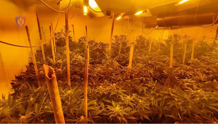 Dy ambiente për kultivimin e kanabisit dhe arsenal armësh në banesë, arrestohet 43-vjeçari në Shijak (EMRI)