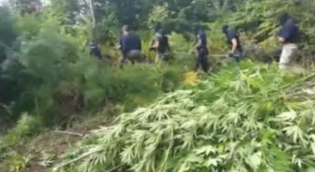 Policia e Krujës, e Tiranës dhe FNSH aksion në male, asgjësojnë 4941 bimë kanabis