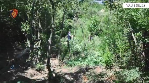 Kultivuan kanabis, në pranga kryetari i fshatit dhe 36-vjeçari