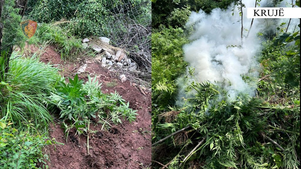 Asgjesohen 883 rrënjë kanabis në Krujë
