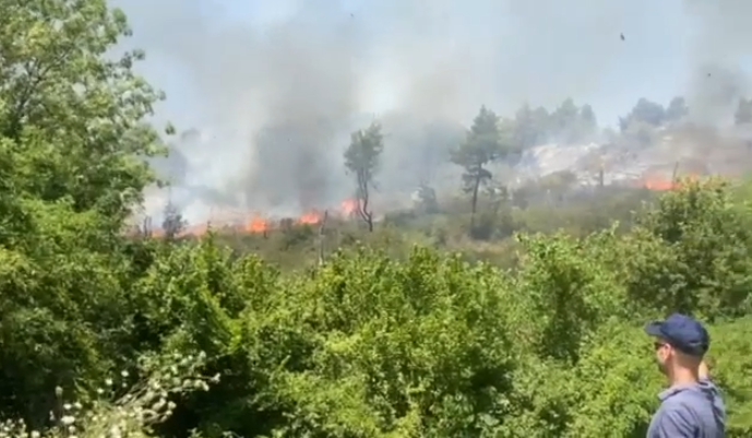 Del jashtë kontrollit zjarri në pyllin me pisha e dushk në Fier