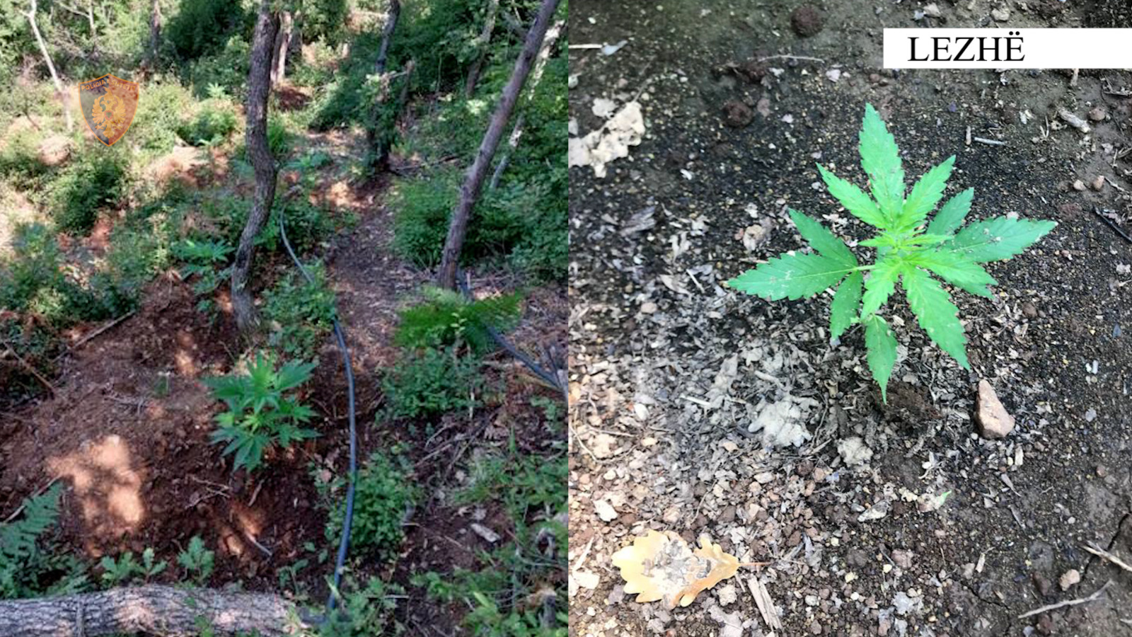 Zbulohet tjetër parcelë me drogë, asgjësohen 1541 rrënjë kanabisi