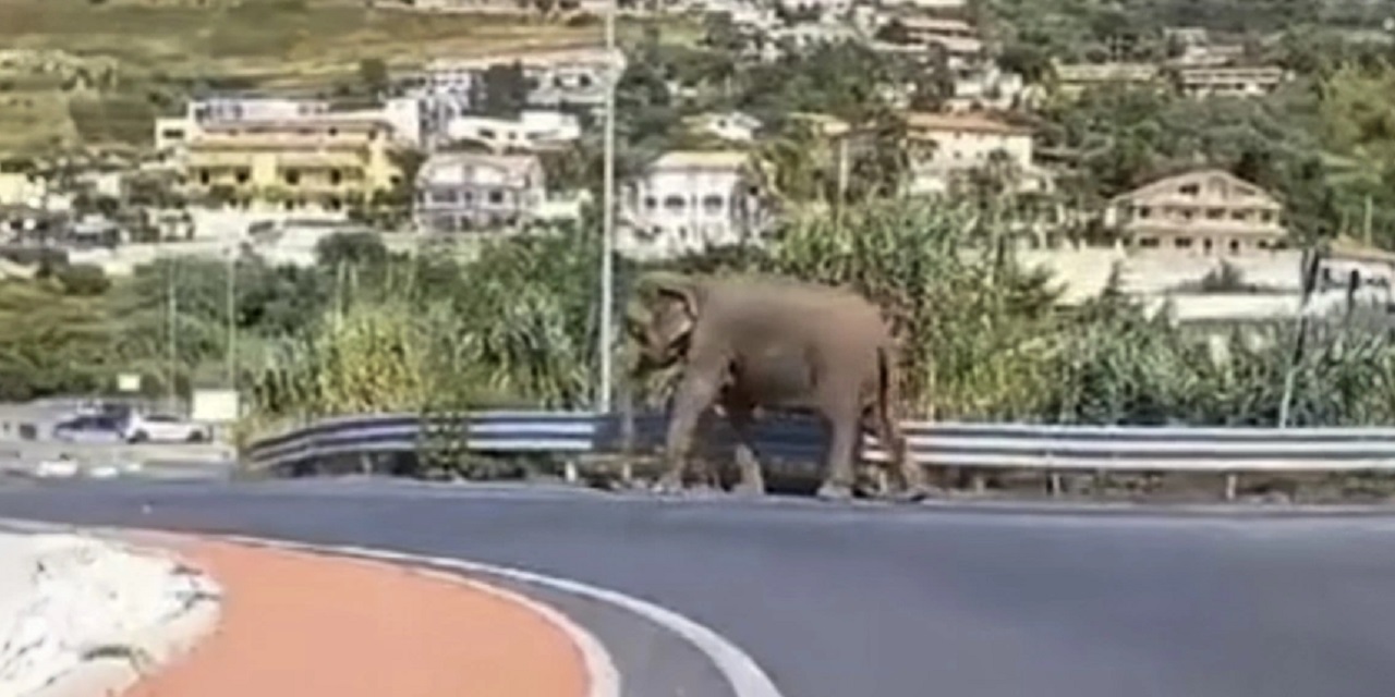 Elefanti endet i lirë në rrugë, i afrohet një supermarketi