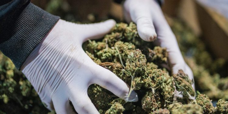 48-vjeçari në pranga, kultivonte marijuanë në tokën e tij (EMRI)