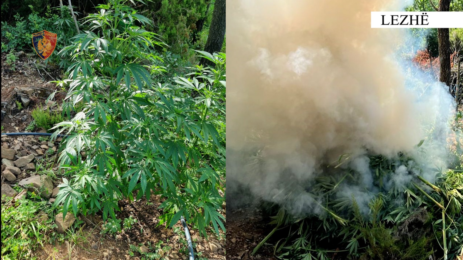 Asgjësohen qindra bimë kanabisi, shpallet në kërkim autori