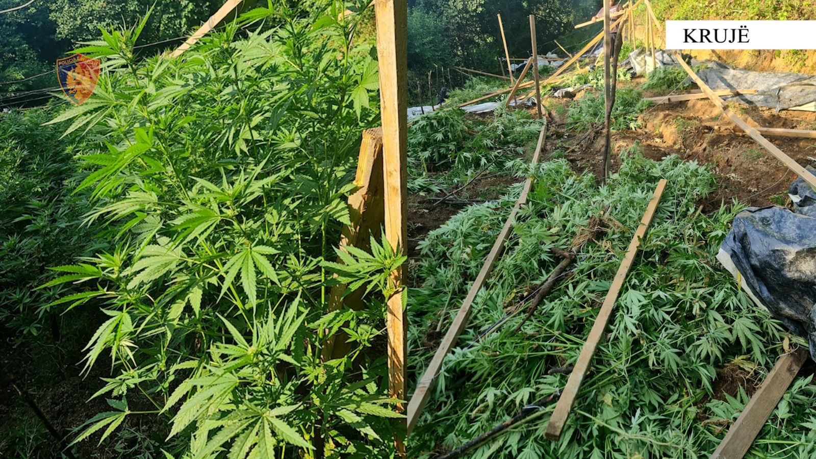 Gjenden 742 bimë kanabis në Malësinë e Krujës, arrestohet 32-vjeçari dhe shpallet në kërkim vëllai i tij