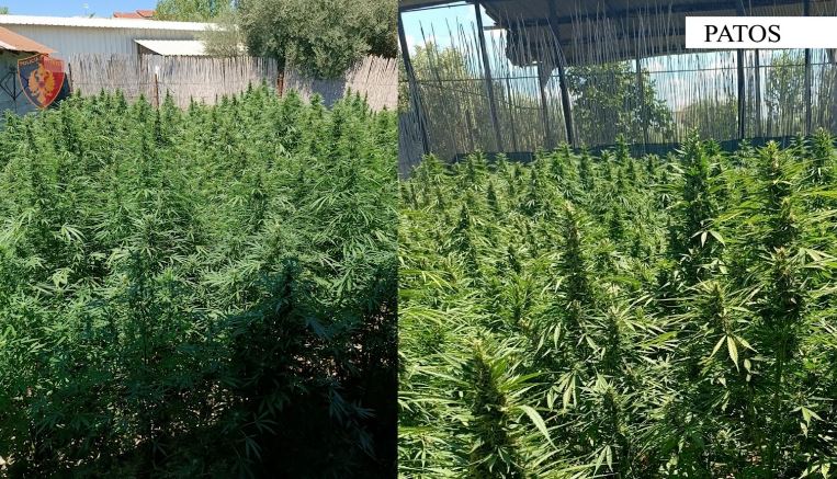 Kultivonin kanabis pranë shtëpisë, arrestohen babë e bir në Fier