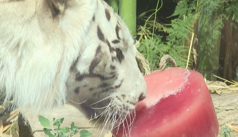 Vapa pjek Italinë, në Romë kafshët e kopshtit zoologjik mbahen me ushqime të ngrira