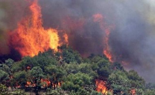 Përfshihet nga zjarri një zonë afër qytetit të Vlorës, flakët rrezikojnë banesat