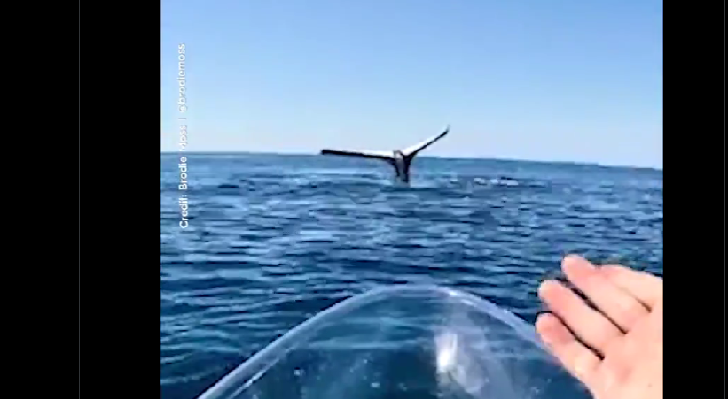 VIDEO që të lë gojëhapur, balena “ngrin” me bishtin përpjetë