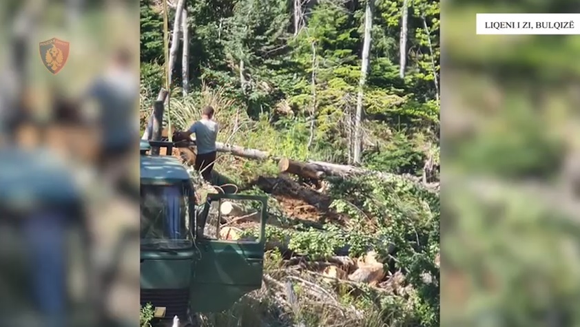 Prisnin pemë në zonën e mbrojtur, arrestohen tre persona