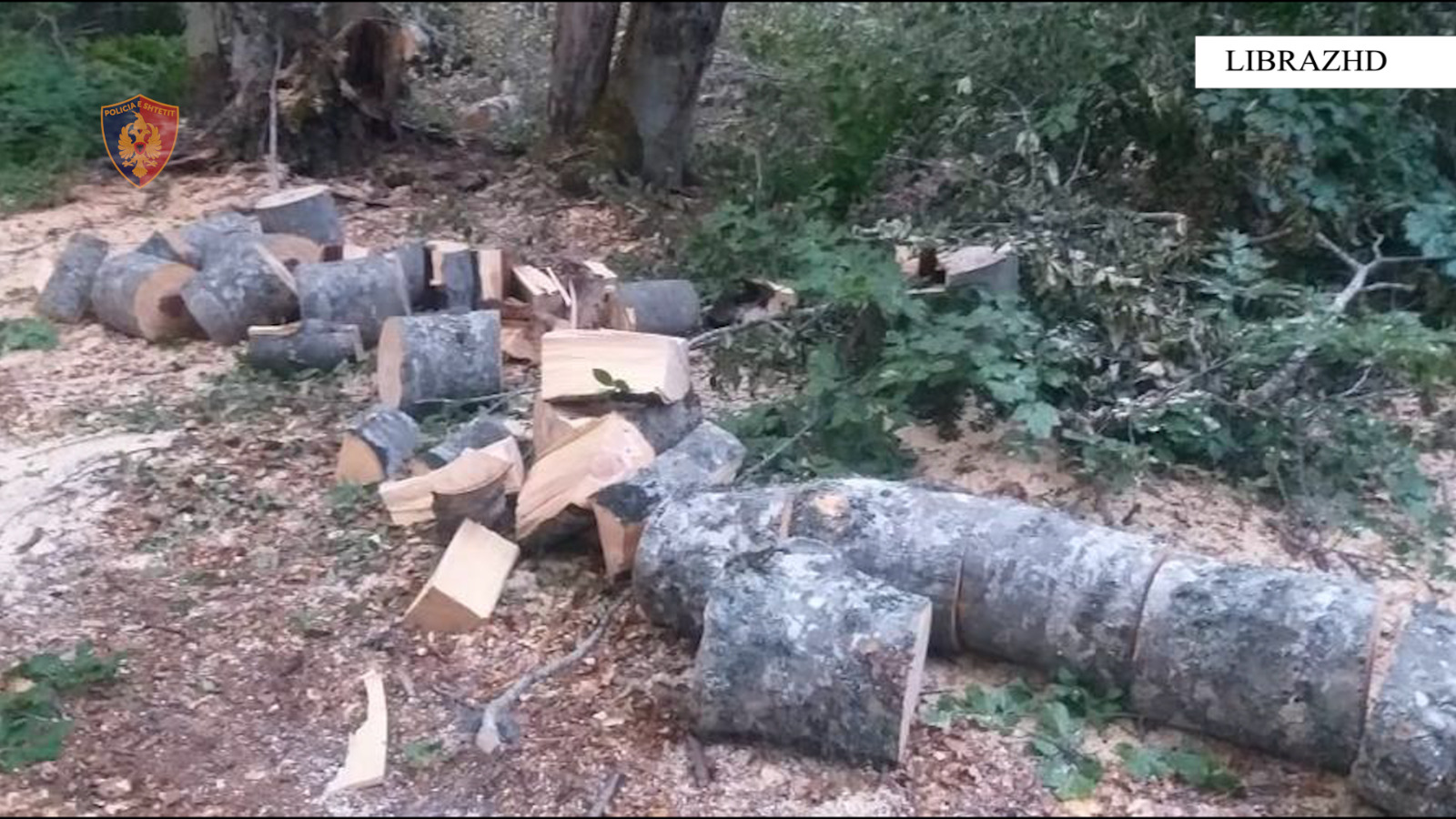 U kapën në flagrancë duke prerë pemë, në pranga autorët