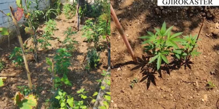 Kishin mbjellur kanabis në oborrin e shtëpisë, arrestohen babë e bir