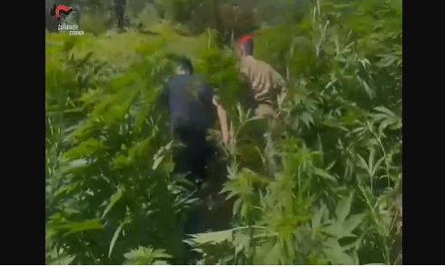 Kapet në një plantacion kanabisi, pranga 33-vjeçarit shqiptar