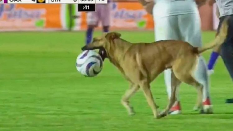 VIDEO/ Qeni “vjedh” topin dhe driblon disa futbollistë në fushë