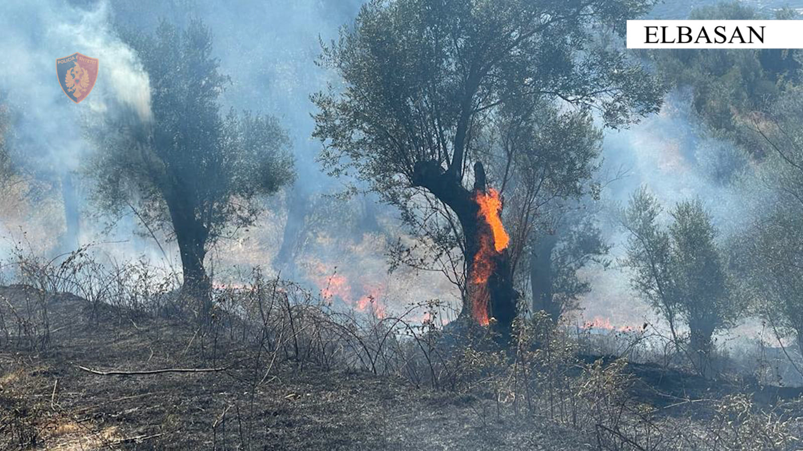 Donte të digjte shkurret por flakët shkrumbuan një sipërfaqe me pemë frutore, arrestohet 51-vjeçari