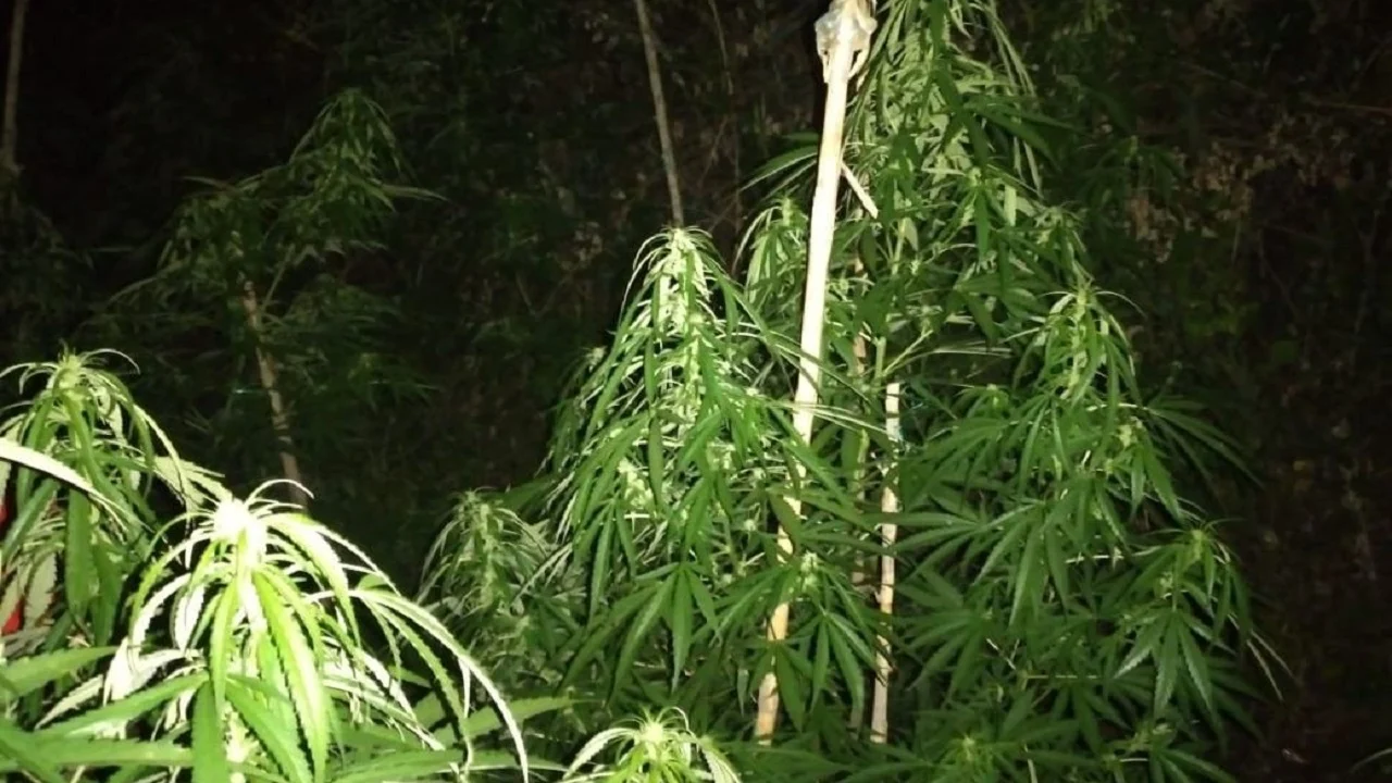 Kultivoi kanabis në tre zona të Krujës, bie në pranga 27-vjeçari