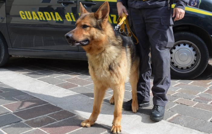 Babë dhe bir “çmendën” prokurorët italianë për dy vite, nuk e kuptonin si e shpërndanin kokainën! Dingo dhe Gipsy “fundosin” shqiptarin tjetër të bandës
