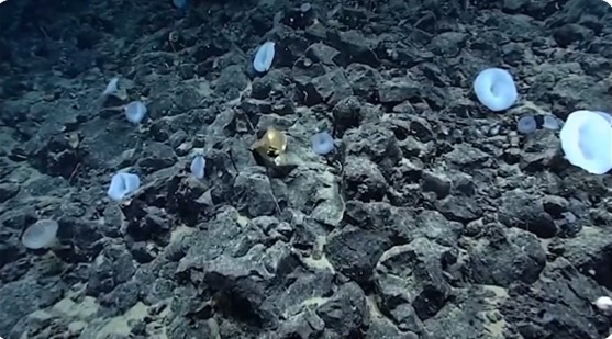 Zbulohet krijesa &#8220;e artë&#8221; në oqean, por nuk dihet ende çfarë është (VIDEO)