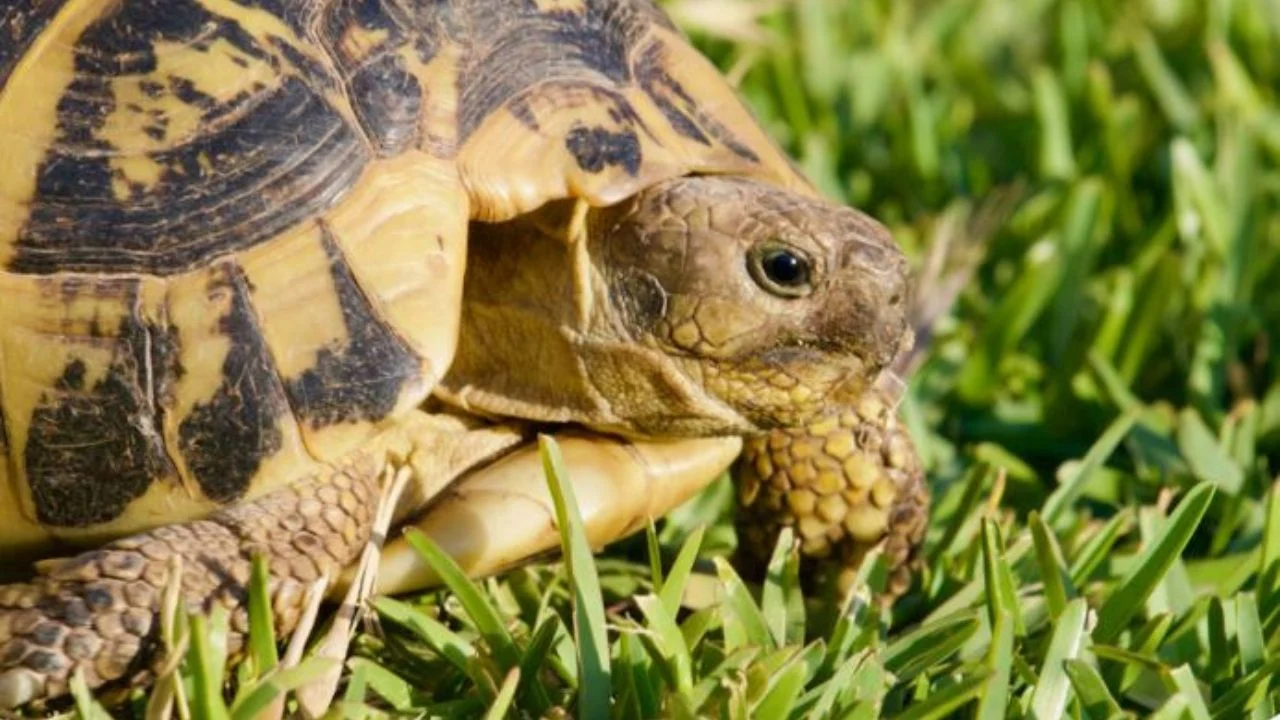 Një trafik i ri Shqipëri-Itali po lulëzon në heshtje! Breshkat e tokës shiten nga 60 – 2000 euro në tregun e zi