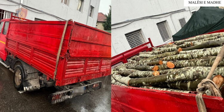 Prerje e paligjshme e pyjeve, në hetim kamionisti 59-vjeçar