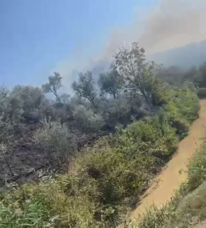 Zjarr masiv në Elbasan, flakët djegin sipërfaqe të mëdha me ullinj dhe shkurre