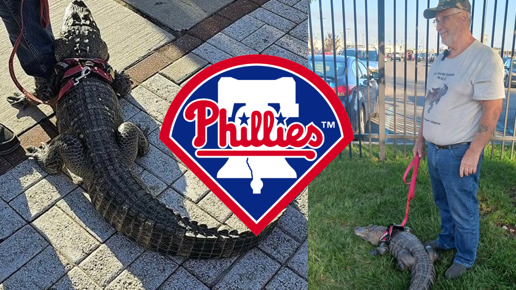 Ndodh në Amerikë, tifozi kërkon të hyjë në stadium me një aligator