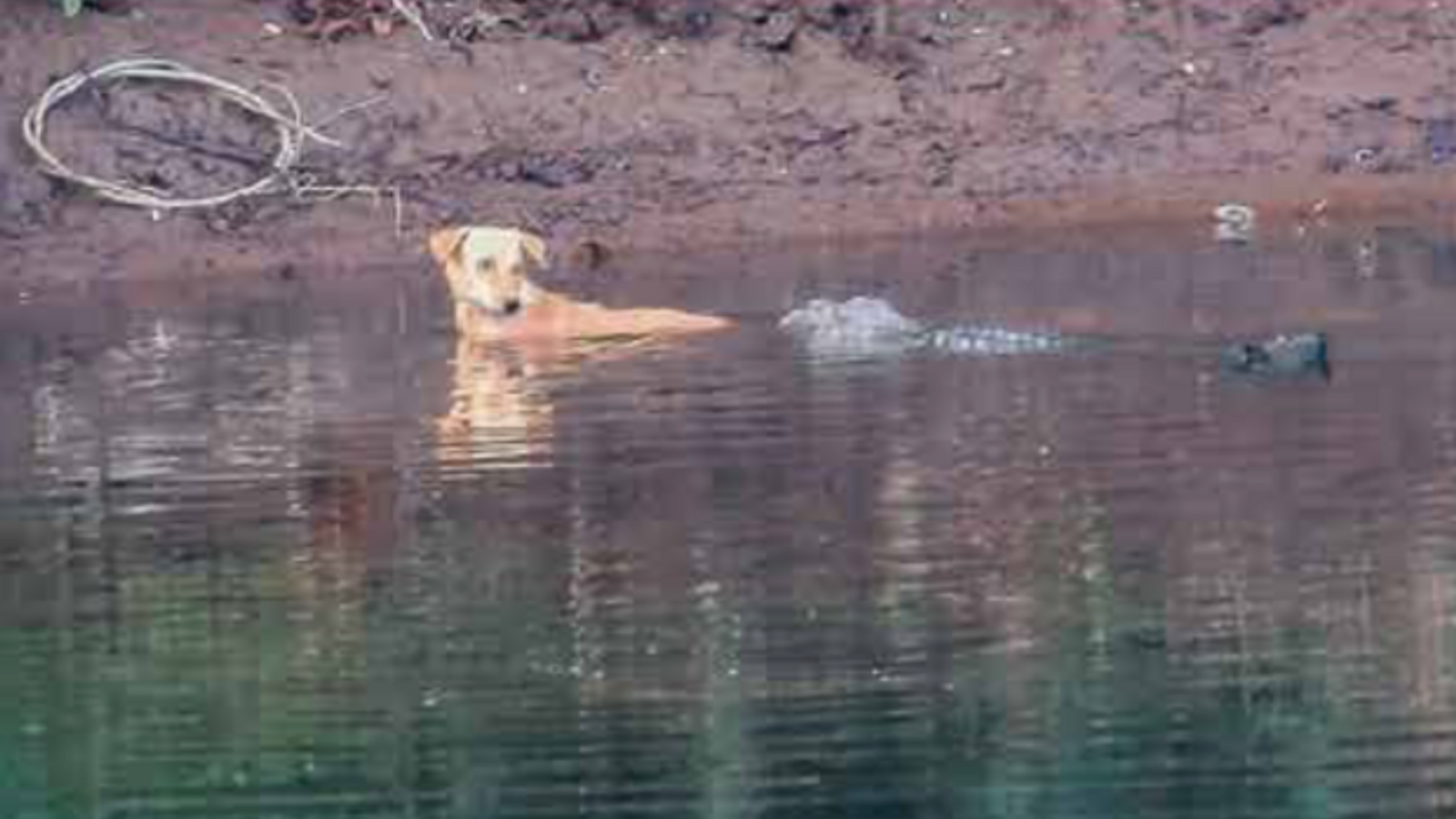 Hidhet në lumë për shkak të qenve të egër, qeni shpëtohet nga krokodilët!
