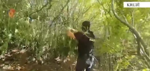 Sekuestrohen 11 kg lëndë narkotike dhe një kallashnikov, arrestohet 1 person në Krujë