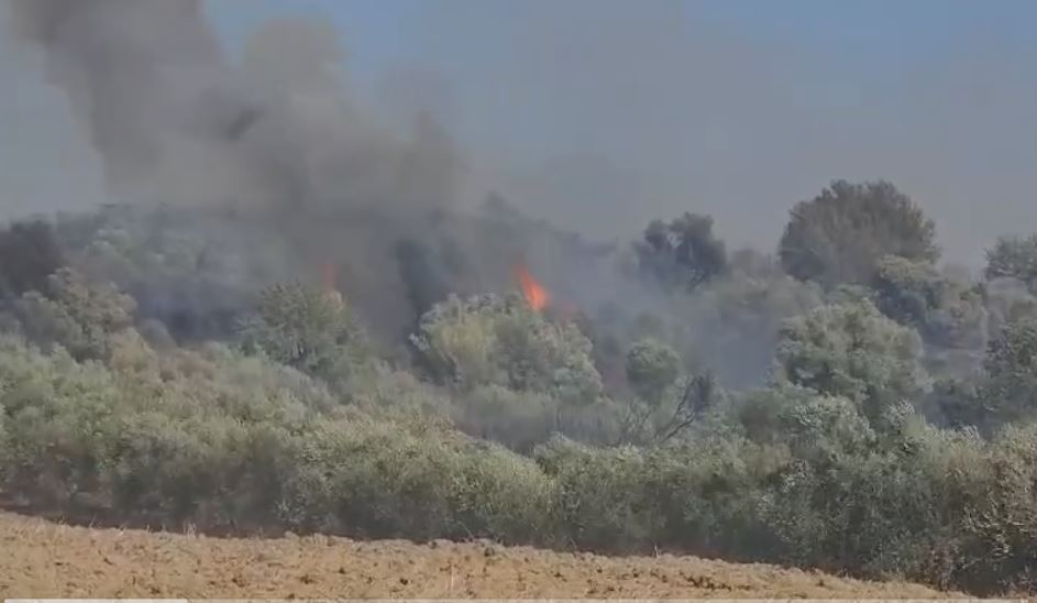 Zjarri i përmasave të mëdha shkrumbon ullishten në Fier, flakët rrezikojnë banesat