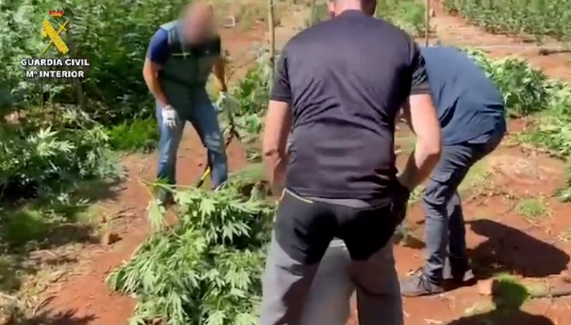 Shkatërrohet plantacioni i kanabisit në Spanjë, arrestohet një shqiptar