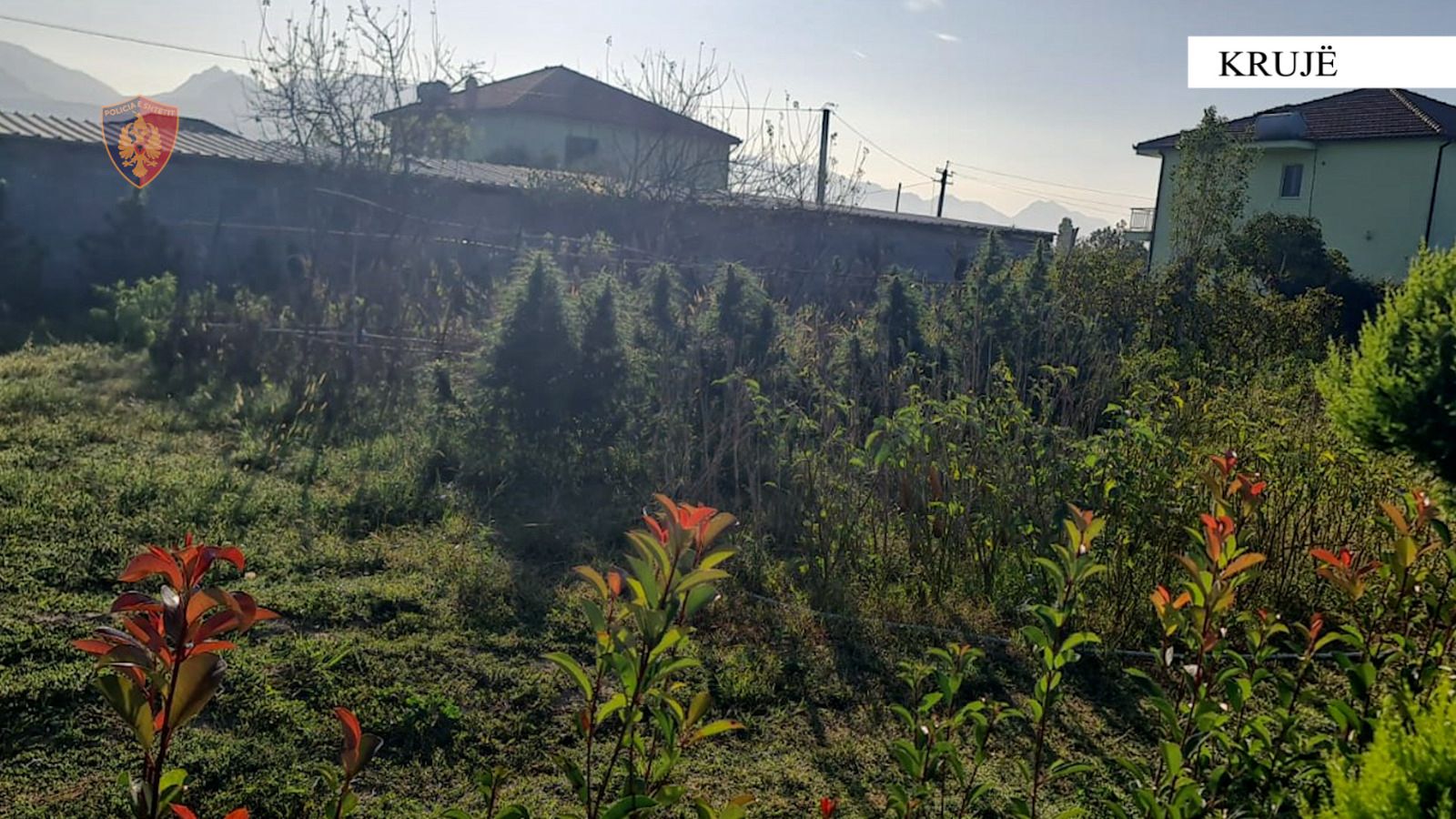 Kishte mbjellë kanabis në oborr dhe kishte përshtatur një magazinë për tharjen, vihet në pranga 43-vjeçari