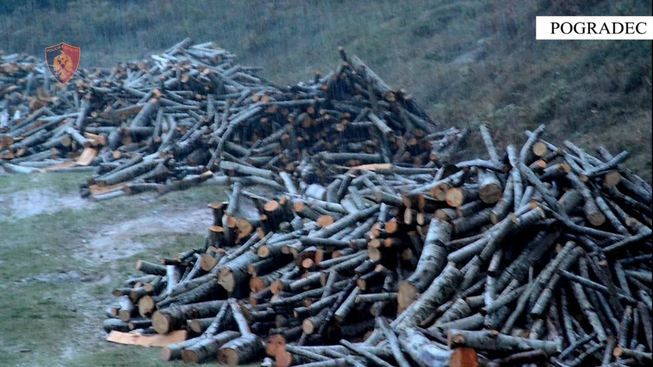 Prerje e druve në mënyrë të paligjshme/ Nën hetim tre persona dhe një inspektor pyjesh