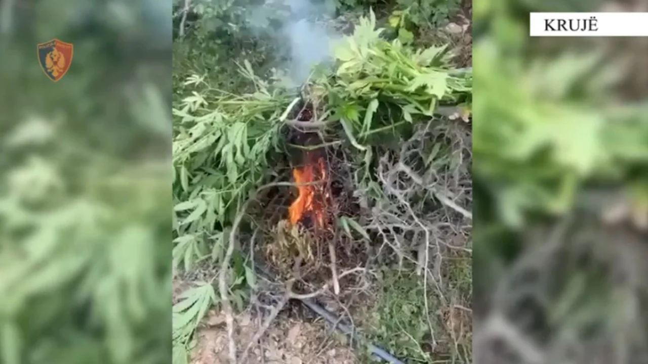 Asgjësohen 328 bimë kanabis të kultivuara në fshatra të ndryshme të malësisë së Krujës