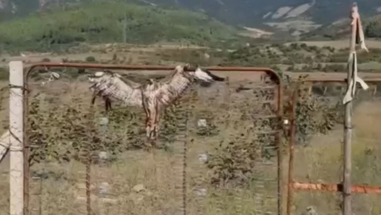 EMRI/ Kishte plagosur dhe lidhur shqiponjën për ta balsamosur, arrestohet i riu