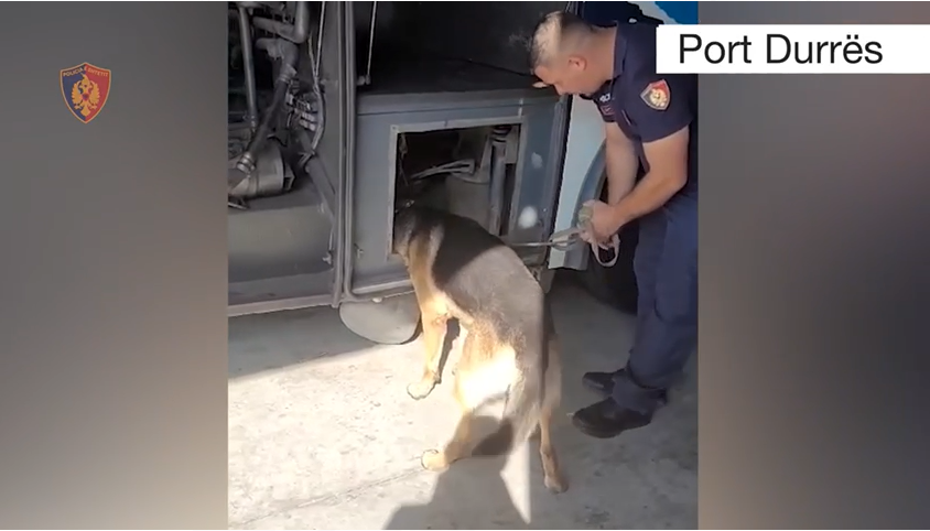 Faza e 5-të e “Fluksit”/ Sekuestrohen mbi 176 mijë euro të falsifikuara në portin e Durrësit, në pranga dy shoferët e autobusit (VIDEO-EMRAT)