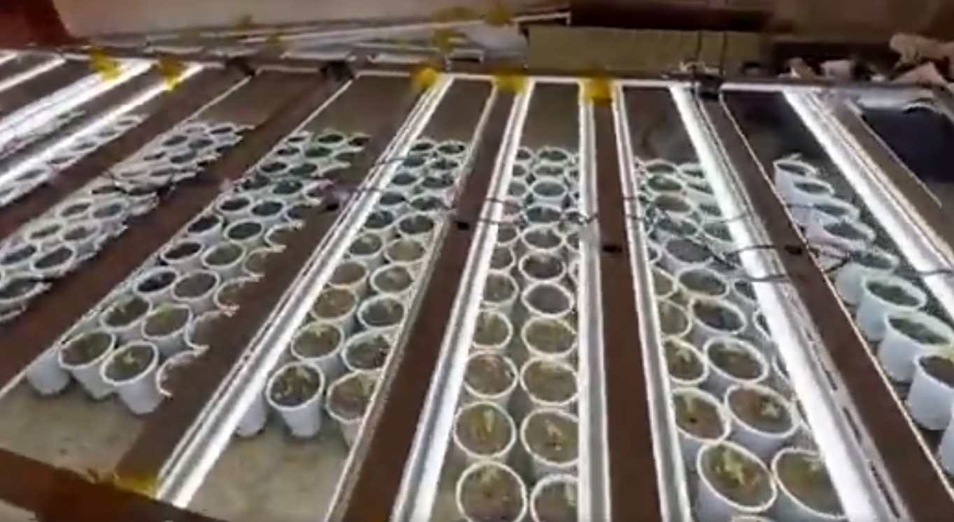 Shtëpi bari në Marikaj, në kërkim kultivuesi, arrestohet faturisti i OSHEE-së