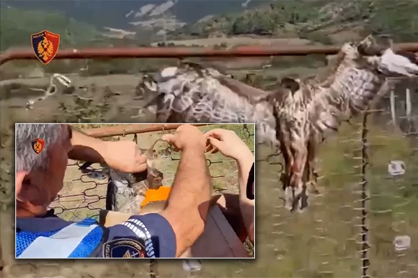 Gjendet shqiponja e plagosur dhe e lidhur në një portë, policia nis hetimet për identifikimin e autorit