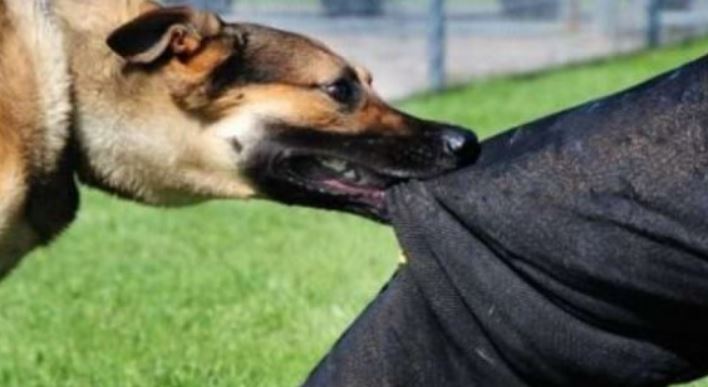 Qeni i tij kafshoi një 33-vjeçare gjermane, procedohet i riu në Lushnje