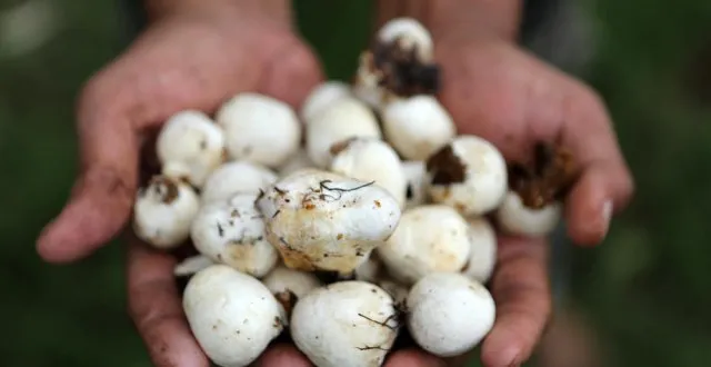 Helmohet nga kërpudhat, 41-vjeçarja përfundon në gjendje të rëndë në spital