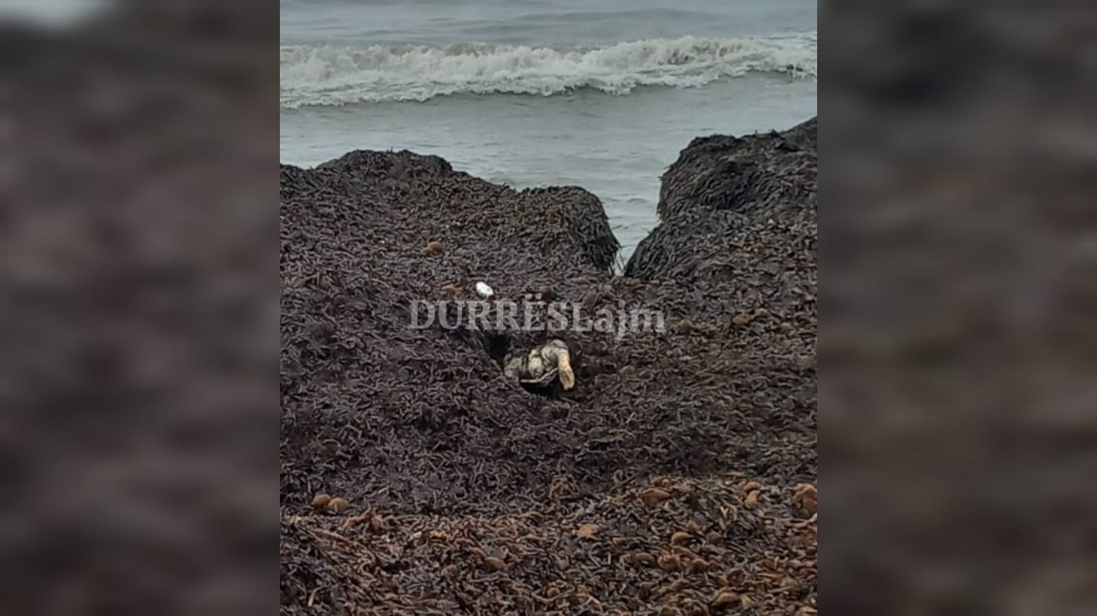 Breshka e detit gjendet e ngordhur në Durrës