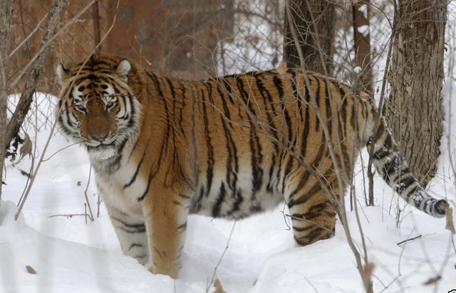 Pas fushatës së mbrojtjes e shtimit, tigrat siberianë po sulmojnë njerëzit në lindje të Rusisë