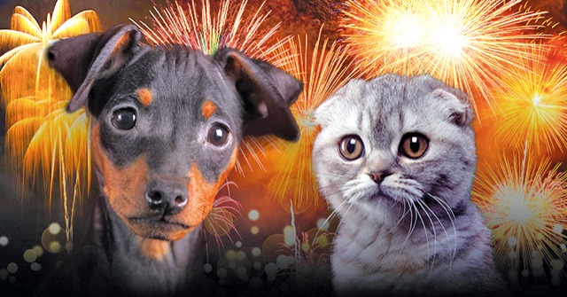 Fishekzjarret shkaktojnë panik edhe për miliona… kafshë!