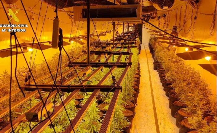 Policia spanjolle godet “shtëpinë e barit” me 2500 rrënjë kanabis, pranga katër shqiptarëve