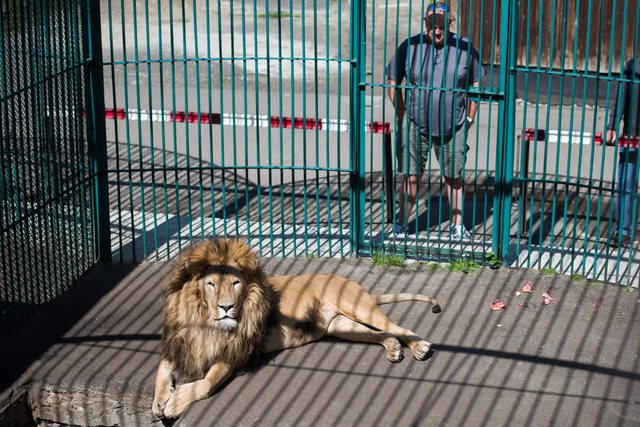 Humb jetën punonjësi i një kopshti zoologjik, u sulmua nga një luan