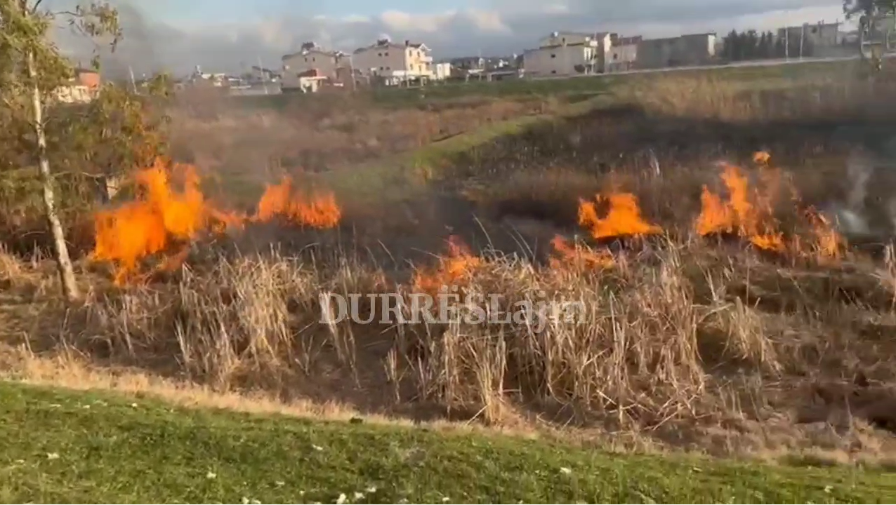 Përfshihet nga flakët sipërfaqja me kallmishte në Durrës (VIDEO)